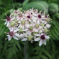 Česnek 'Silver Spring' - Allium 'Silver Spring'