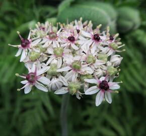 Česnek 'Silver Spring' - Allium 'Silver Spring'