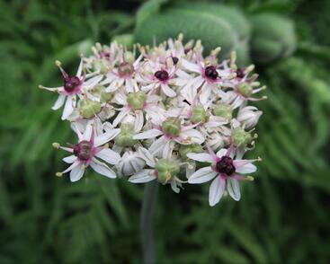 Česnek 'Silver Spring'