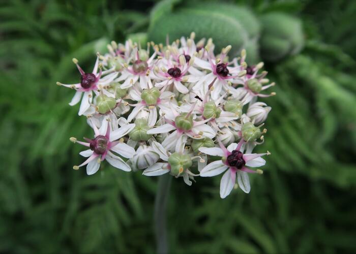 Okrasný česnek 'Silver Spring' - Allium 'Silver Spring'