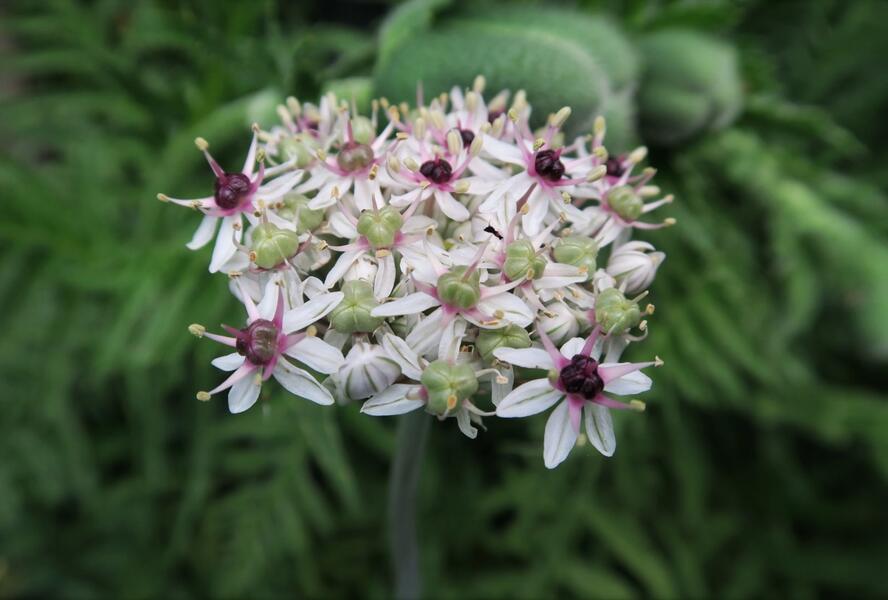 Česnek 'Silver Spring' - Allium 'Silver Spring'