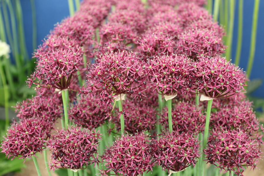 Česnek nachový - Allium atropurpureum