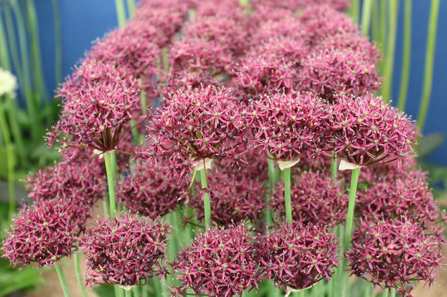 Okrasný česnek nachový - Allium atropurpureum