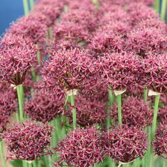 Okrasný česnek nachový - Allium atropurpureum