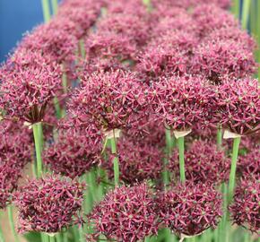 Okrasný česnek nachový - Allium atropurpureum