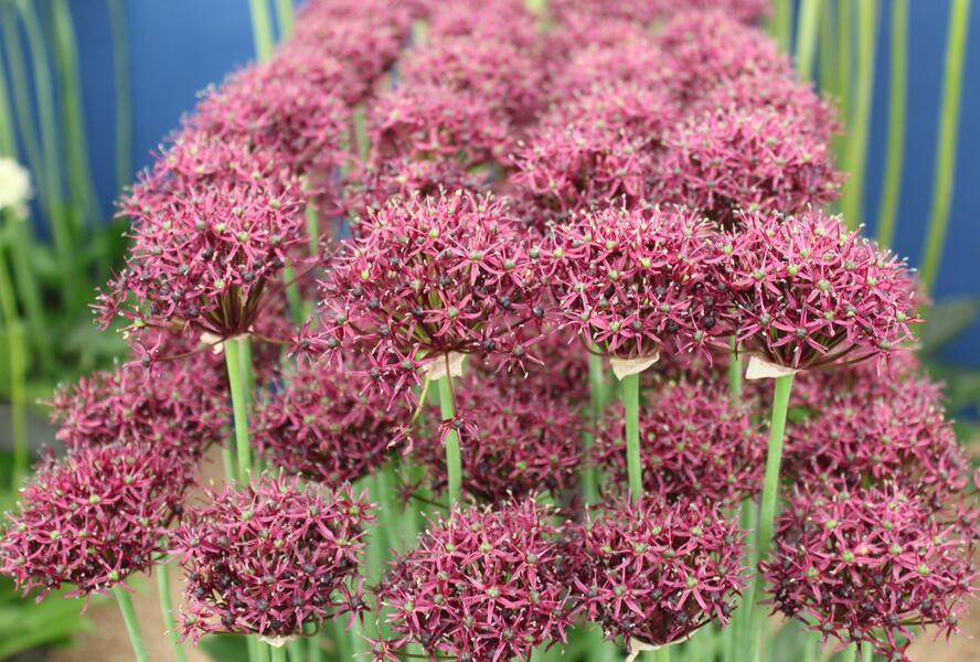 Česnek nachový - Allium atropurpureum