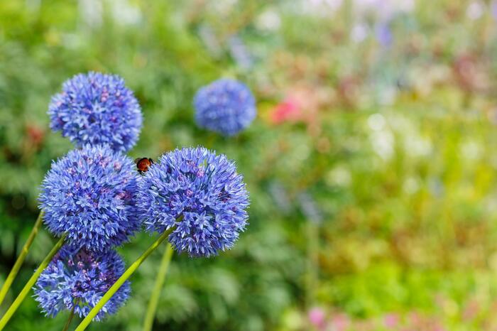 Česnek azurový - Allium caeruleum (azureum)