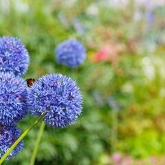 Česnek azurový - Allium caeruleum (azureum)