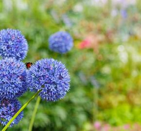 Česnek azurový - Allium caeruleum (azureum)