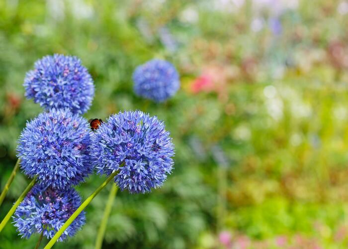 Česnek azurový - Allium caeruleum (azureum)