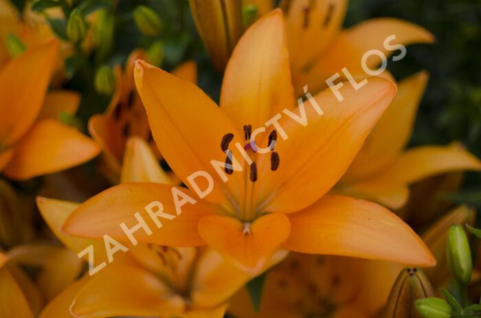 Lilie 'Asiatic Apeldoorn' - Lilium 'Asiatic Apeldoorn'