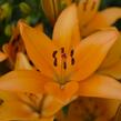 Lilie 'Asiatic Apeldoorn' - Lilium 'Asiatic Apeldoorn'