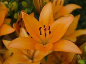 Lilie 'Asiatic Apeldoorn' - Lilium 'Asiatic Apeldoorn'