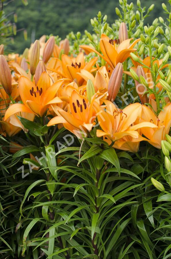 Lilie 'Asiatic Apeldoorn' - Lilium 'Asiatic Apeldoorn'