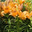 Lilie 'Asiatic Apeldoorn' - Lilium 'Asiatic Apeldoorn'