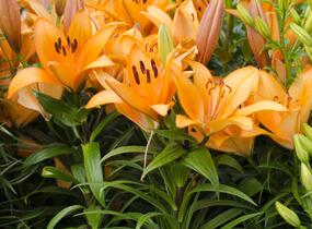 Lilie 'Asiatic Apeldoorn' - Lilium 'Asiatic Apeldoorn'