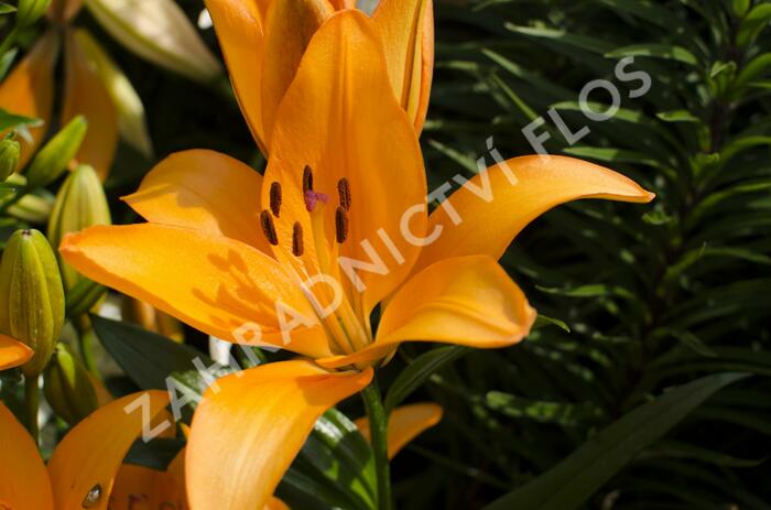 Lilie 'Asiatic Apeldoorn' - Lilium 'Asiatic Apeldoorn'