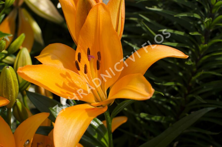 Lilie 'Asiatic Apeldoorn' - Lilium 'Asiatic Apeldoorn'