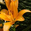 Lilie 'Asiatic Apeldoorn' - Lilium 'Asiatic Apeldoorn'