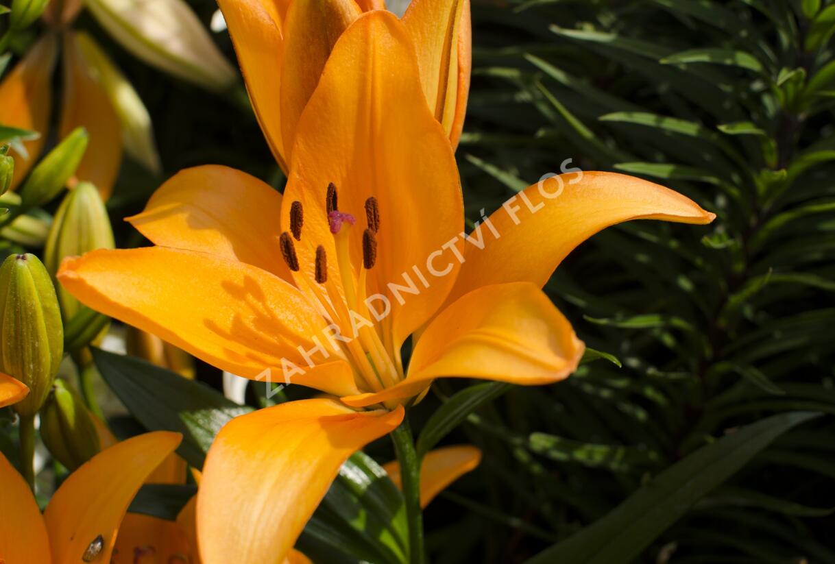 Lilie 'Asiatic Apeldoorn' - Lilium 'Asiatic Apeldoorn'