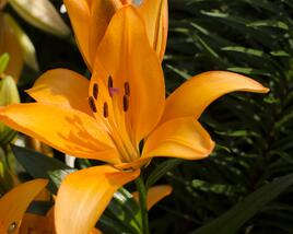 Lilie 'Asiatic Apeldoorn'