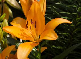 Lilie 'Asiatic Apeldoorn' - Lilium 'Asiatic Apeldoorn'