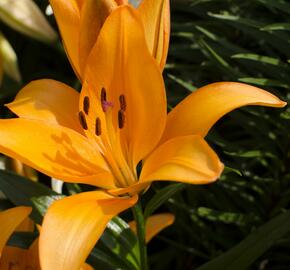 Lilie 'Asiatic Apeldoorn' - Lilium 'Asiatic Apeldoorn'