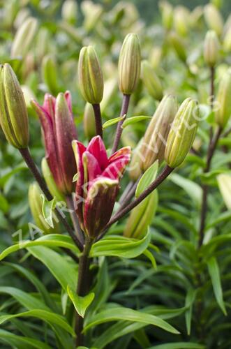 Lilie 'Asiatic Montreux' - Lilium 'Asiatic Montreux'