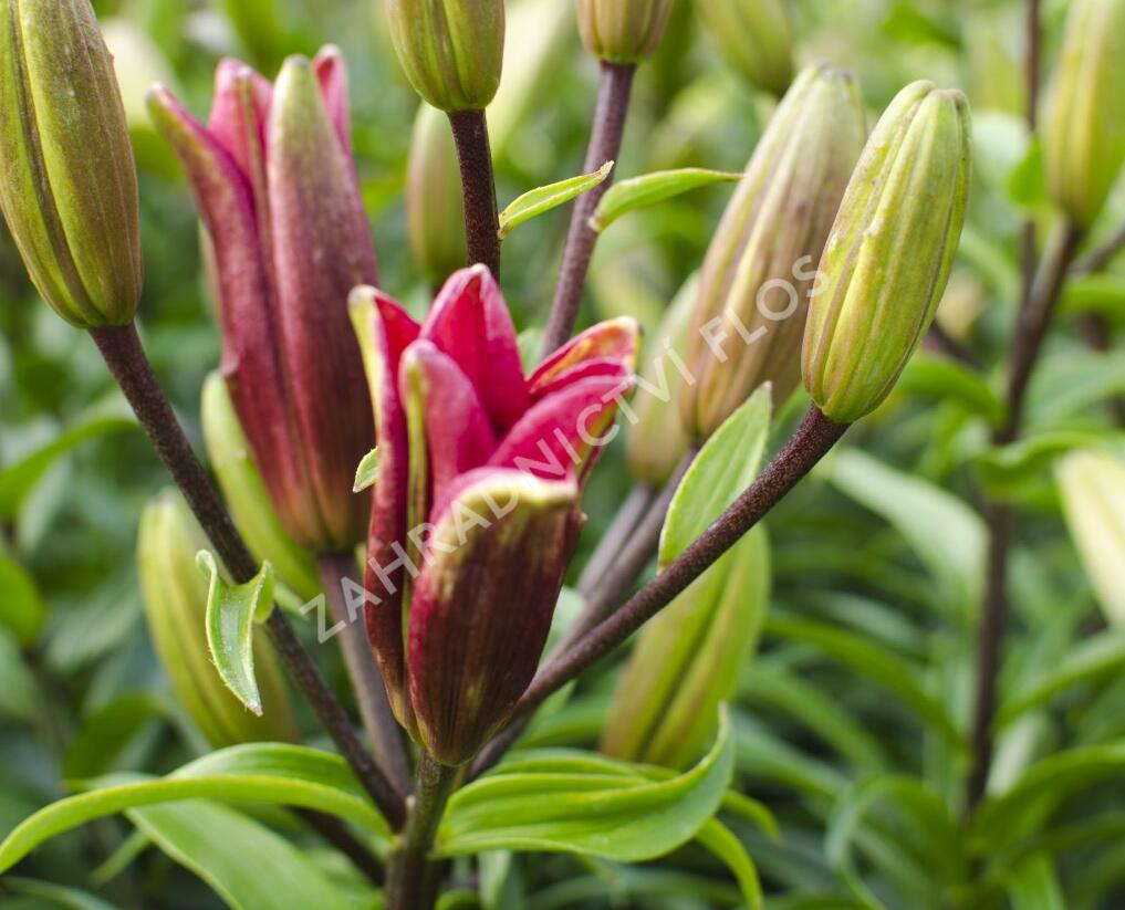 Lilie 'Asiatic Montreux' - Lilium 'Asiatic Montreux'