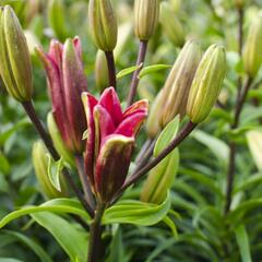 Lilie 'Asiatic Montreux' - Lilium 'Asiatic Montreux'