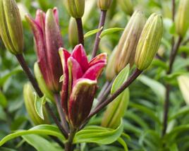 Lilie 'Asiatic Montreux'