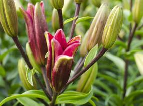 Lilie 'Asiatic Montreux' - Lilium 'Asiatic Montreux'