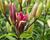 Lilie 'Asiatic Montreux'