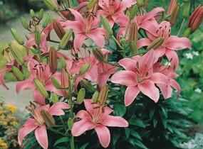 Lilie 'Asiatic Montreux' - Lilium 'Asiatic Montreux'