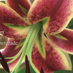 Lilie 'Oriental Scheherazade' - Lilium 'Oriental Scheherazade'