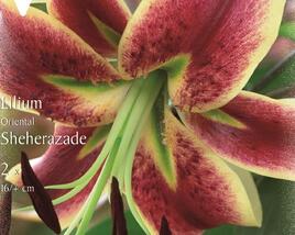 Lilie 'Oriental Scheherazade'