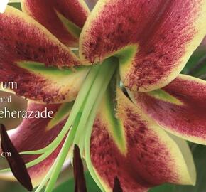 Lilie 'Oriental Scheherazade' - Lilium 'Oriental Scheherazade'