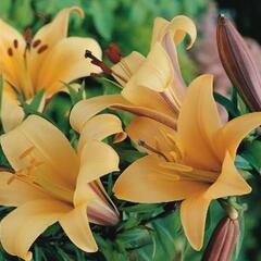 Lilie 'African Queen' - Lilium 'African Queen'