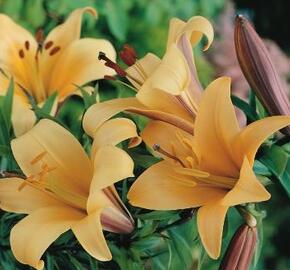 Lilie 'African Queen' - Lilium 'African Queen'