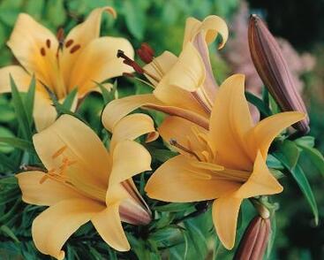 Lilie 'African Queen'