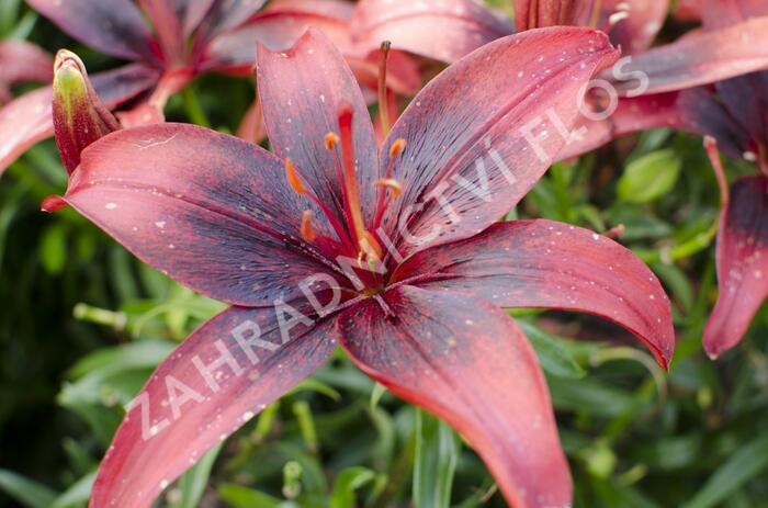 Lilie 'Asiatic Tango Olina' - Lilium 'Asiatic Tango Olina'