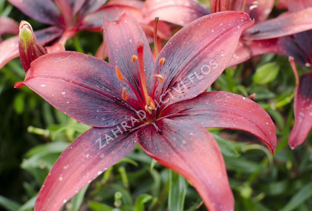 Lilie 'Asiatic Tango Olina' - Lilium 'Asiatic Tango Olina'