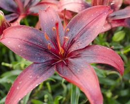 Lilie 'Asiatic Tango Olina'