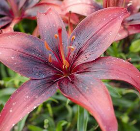 Lilie 'Asiatic Tango Olina' - Lilium 'Asiatic Tango Olina'