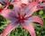 Lilie 'Asiatic Tango Olina'