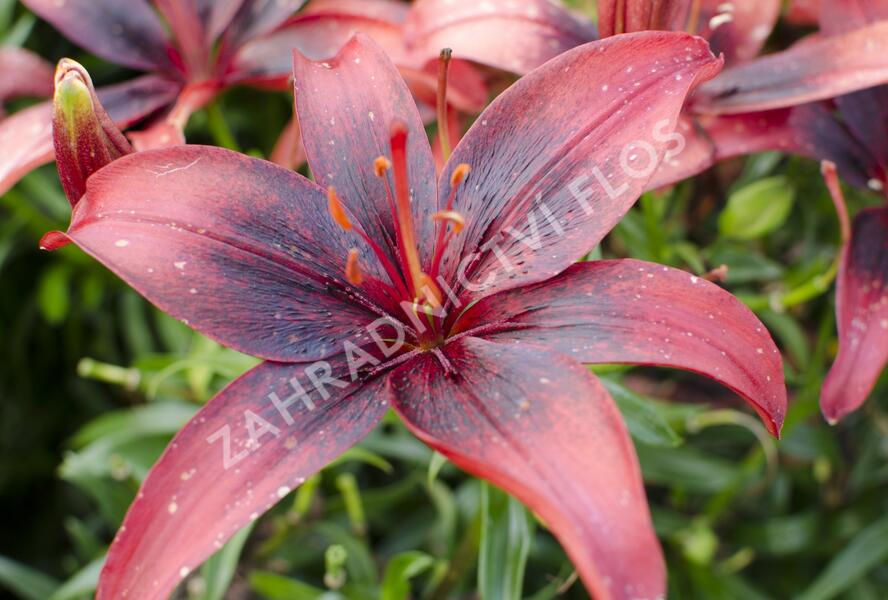 Lilie 'Asiatic Tango Olina' - Lilium 'Asiatic Tango Olina'