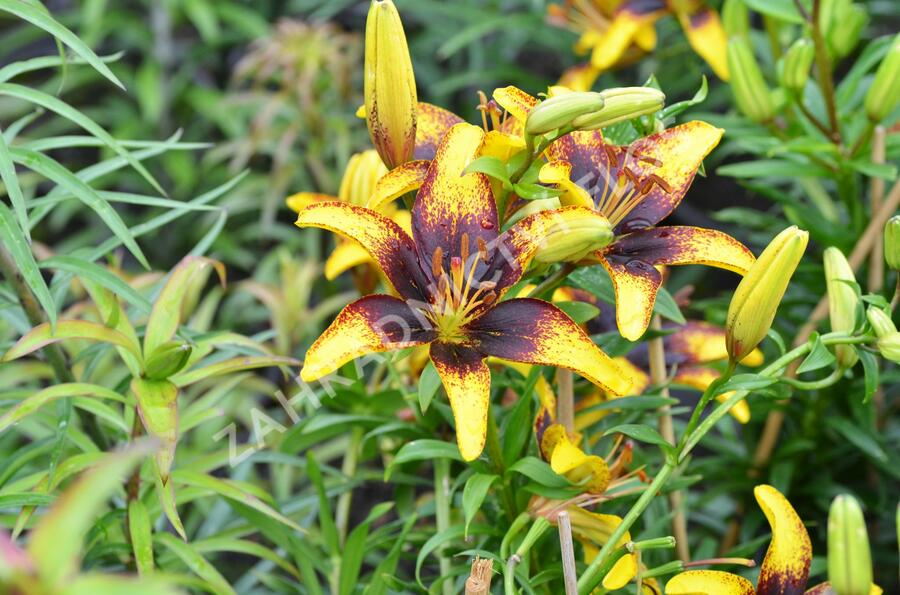 Lilie 'Asiatic Tango Tiger Play' - Lilium 'Asiatic Tango Tiger Play'