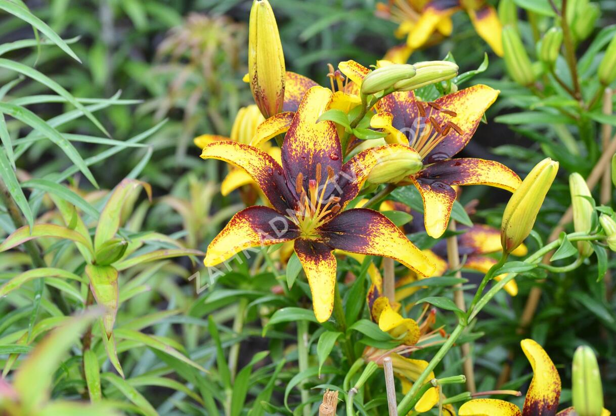 Lilie 'Asiatic Tango Tiger Play' - Lilium 'Asiatic Tango Tiger Play'