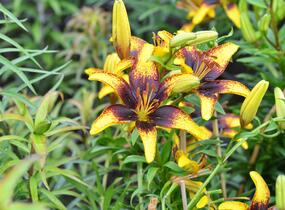 Lilie 'Asiatic Tango Tiger Play' - Lilium 'Asiatic Tango Tiger Play'
