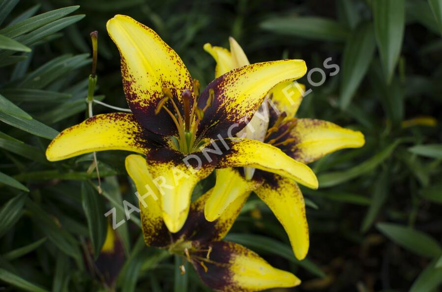 Lilie 'Asiatic Tango Tiger Play' - Lilium 'Asiatic Tango Tiger Play'